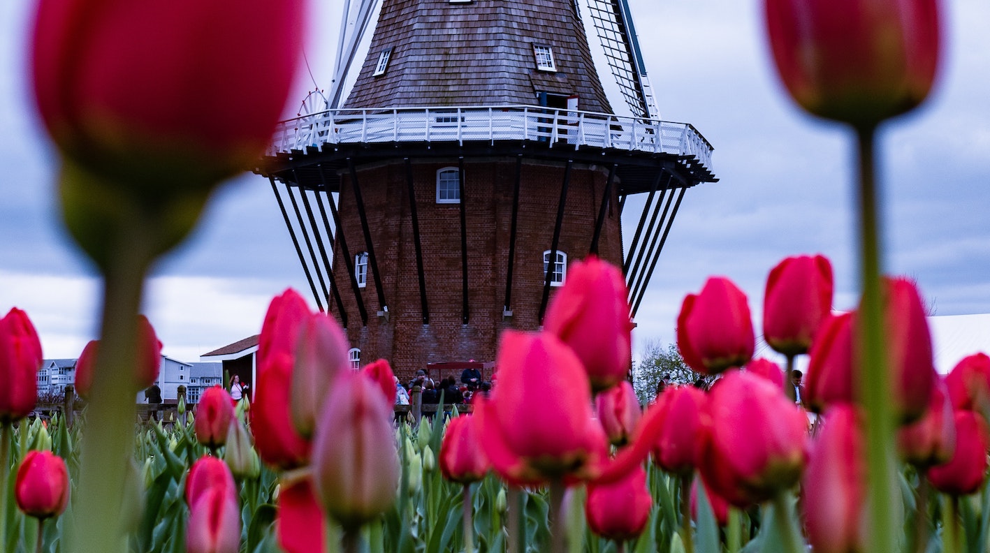VR scenario tulpen